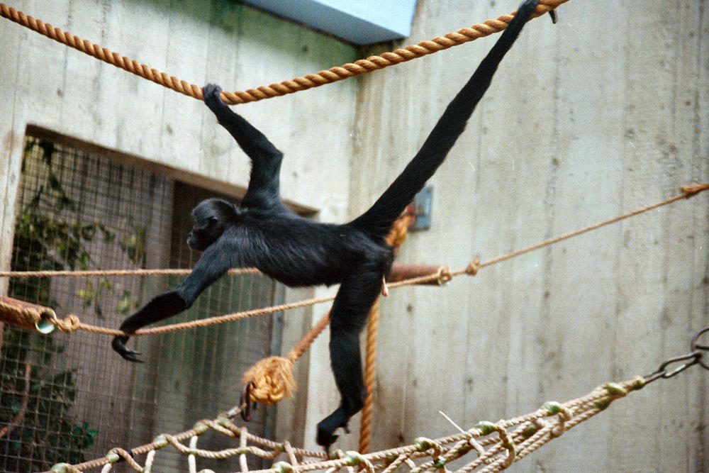 Spider monkey swinging below a rope.