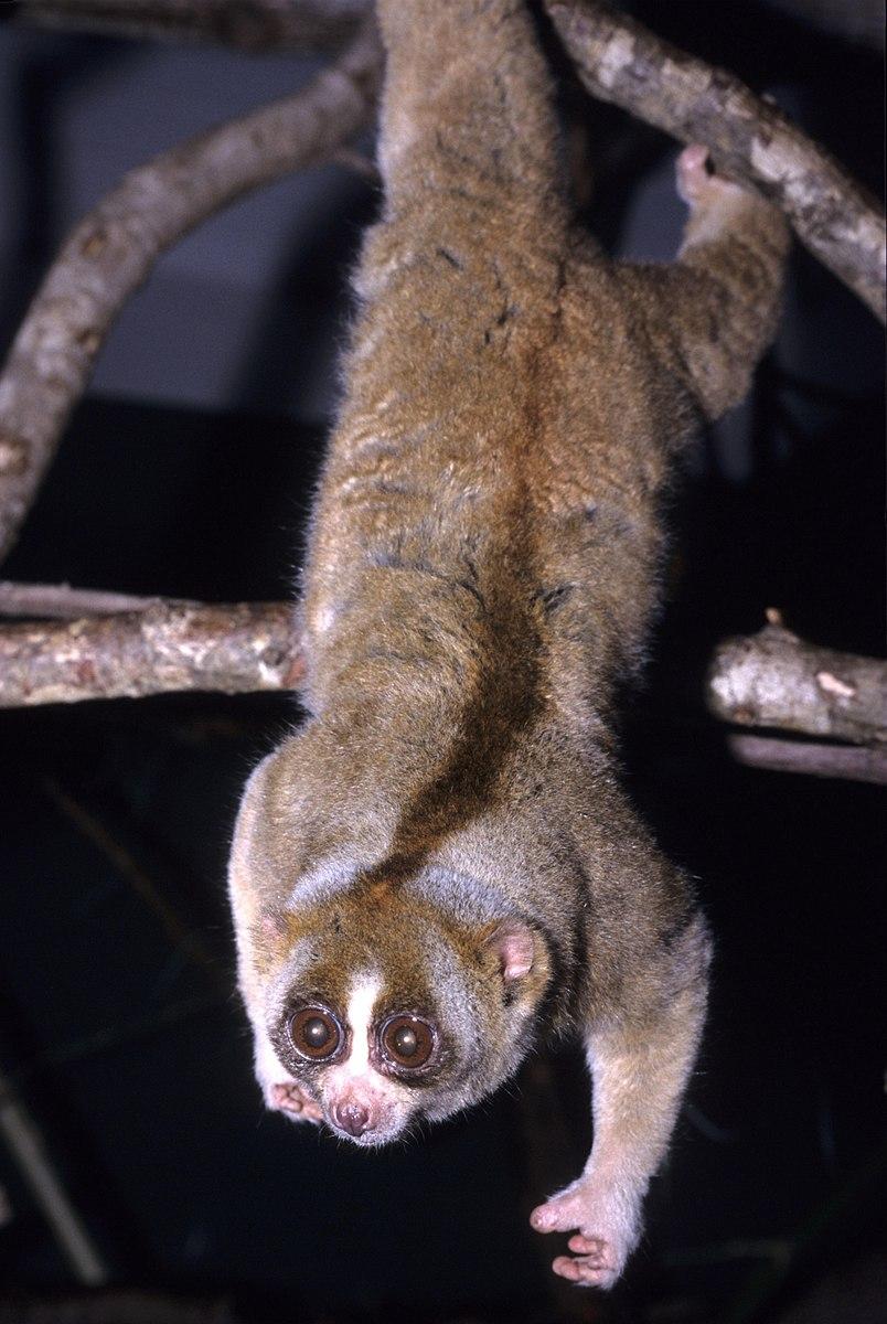 Slow loris hanging from a branch.