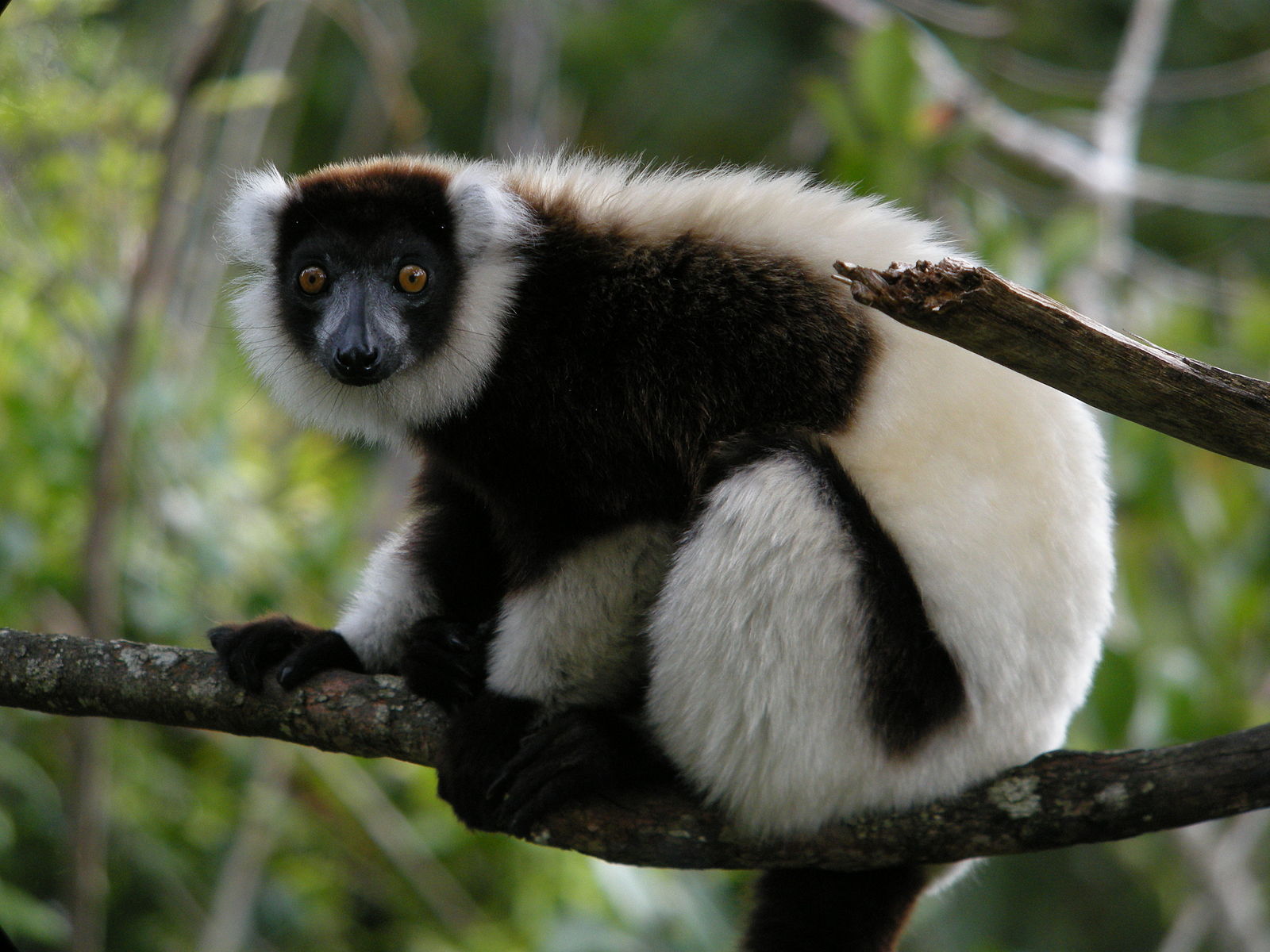 Black-and-white ruffed lemur.