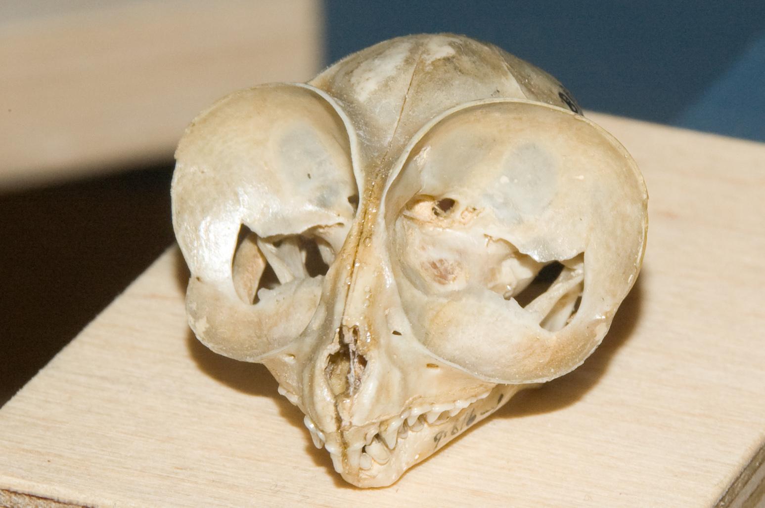 Front view of tarsier skull.
