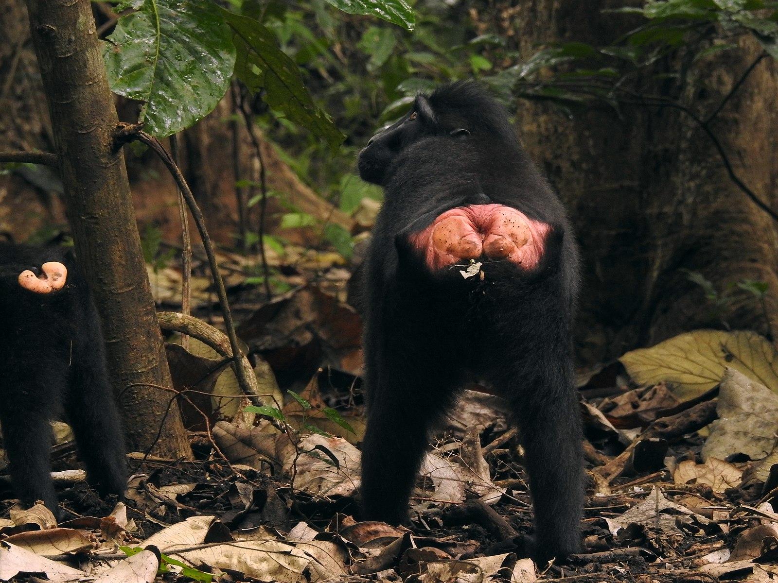 Pinkish ischial callosities on a crested black macaque.