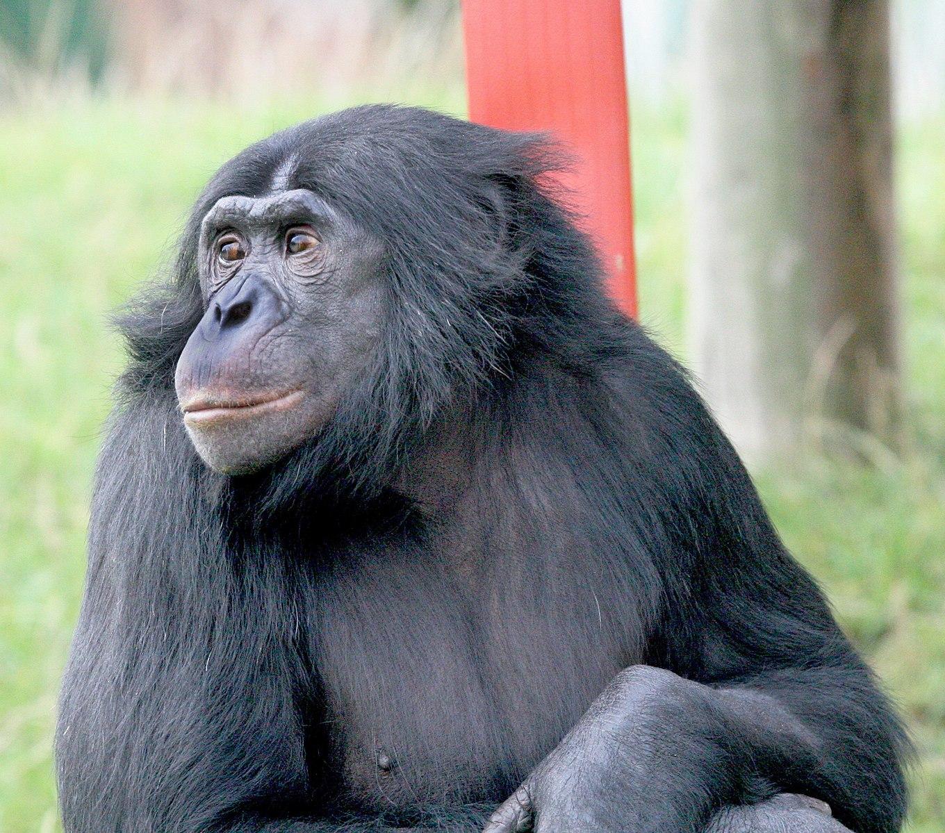 Bonobo looks away from the camera.