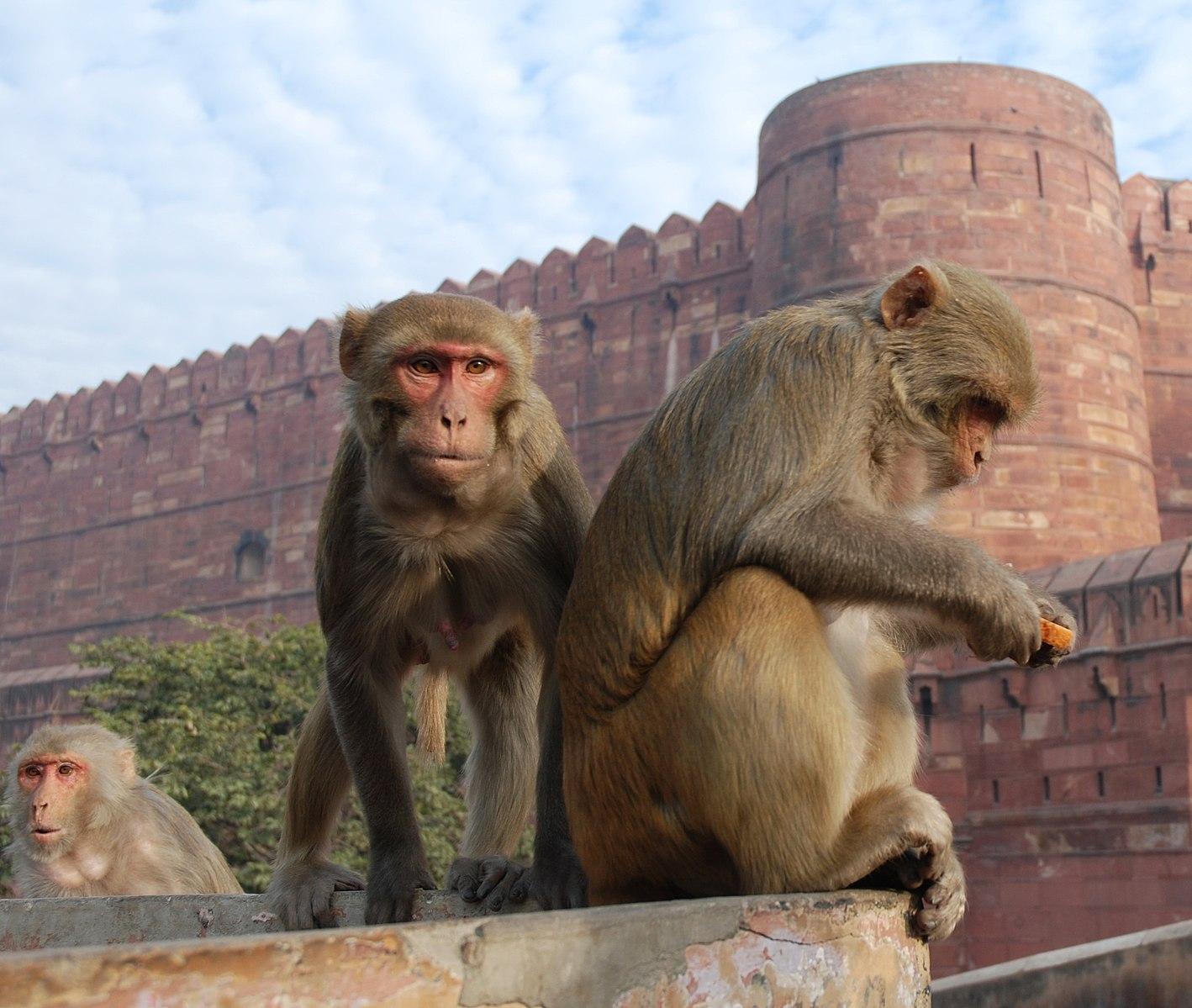 Three macaques outside a temple in India.