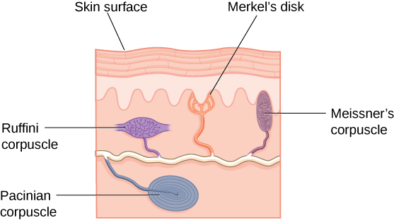 一幅插图显示了 “皮肤表面”，其下方可以识别出不同的受体：“pacinian corpuscle”、“ruffini corpuscle”、“默克尔的磁盘” 和 “迈斯纳的小体”。