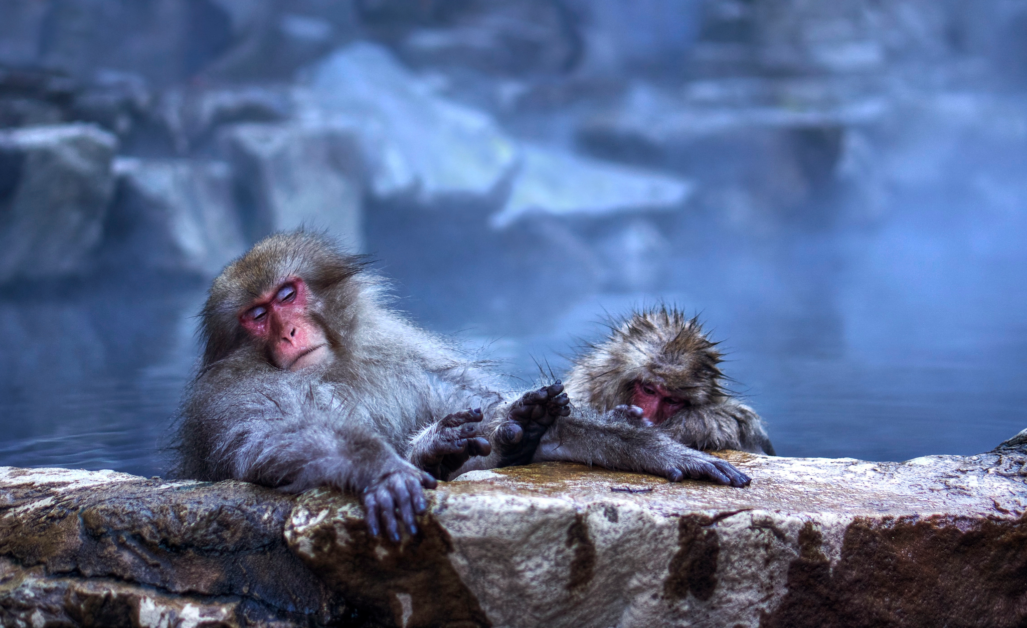 Two monkeys in a hot spring.