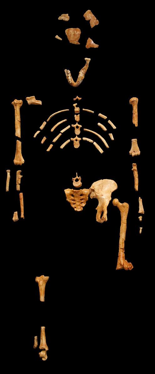 Partial hominin skeleton on black background.