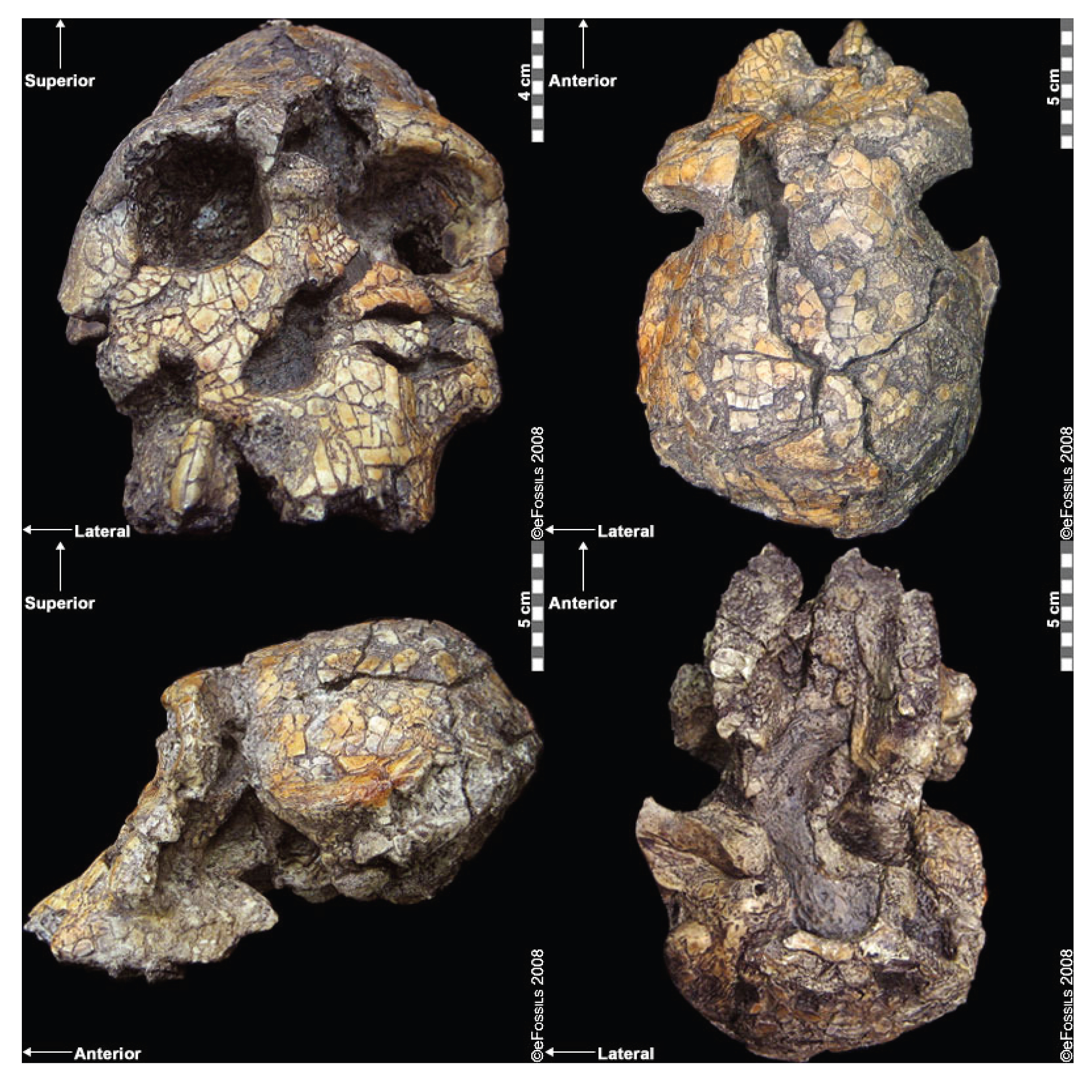 Four views of an ancient skull are shown on a black background.