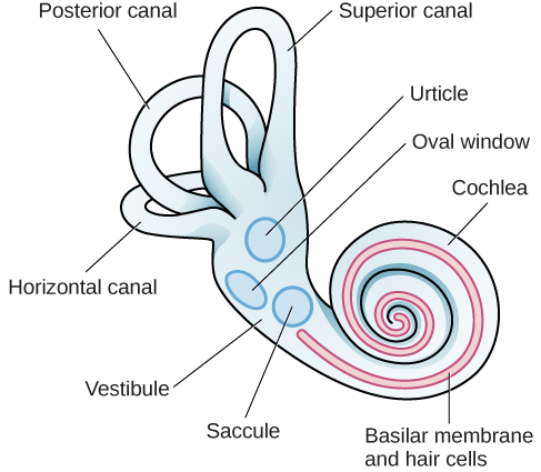 Une illustration du système vestibulaire montre l'emplacement des trois canaux (« canal postérieur », « canal horizontal » et « canal supérieur ») ainsi que l'emplacement de « l'urticule », de la « fenêtre ovale », de la « cochlée », de la « membrane basilaire et des cellules ciliées », du « saccule » et du « vestibule ».