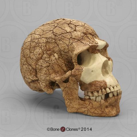 Side view of a skull replica with a globular braincase.