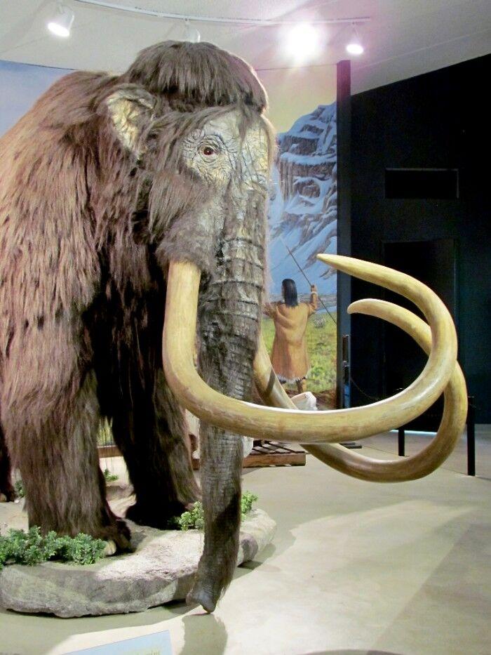 A mammoth model with long curving tusks.