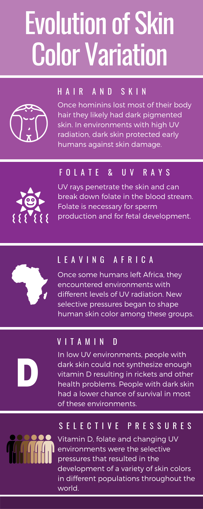 Table discussing hair and skin, folate and UV rays, leaving Africa, vitamin D, and selective pressures.