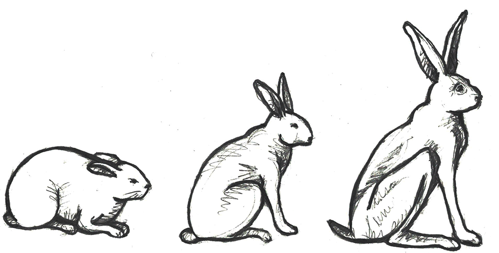 Three types of rabbits with different ear and forelimb lengths.
