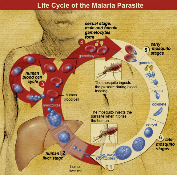 Life cycle stages of Malaria parasite.
