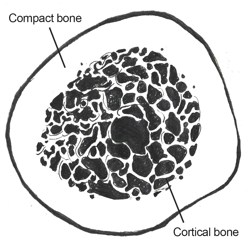 Drawing showing thick exterior compact bone and porous internal cortical bone.
