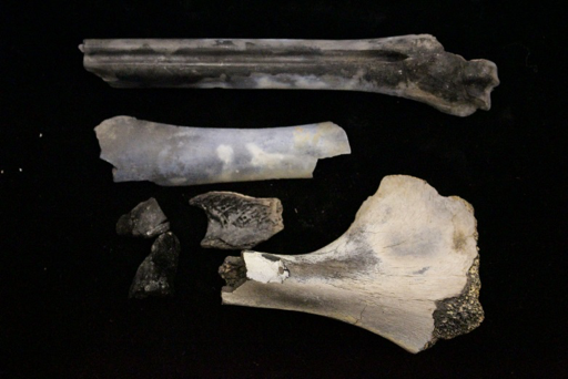 Burned animal bone fragments pictured at different stages of thermal damage.