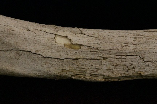 Cracking and exfoliation of the surface of an animal bone.