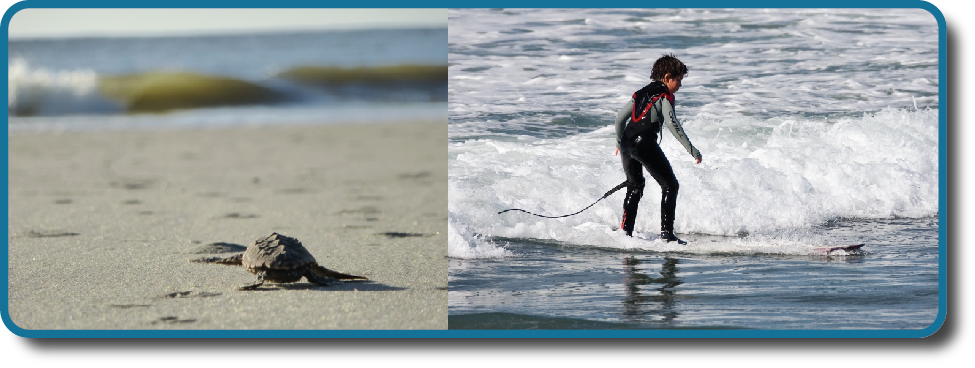 一张照片显示一只小乌龟在沙滩上向大海移动。 一张照片显示一个年幼的孩子在小浪中站在冲浪板上。