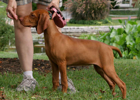 Una fotografía muestra a un perro parado en la atención y oliendo una golosina en la mano de una persona.