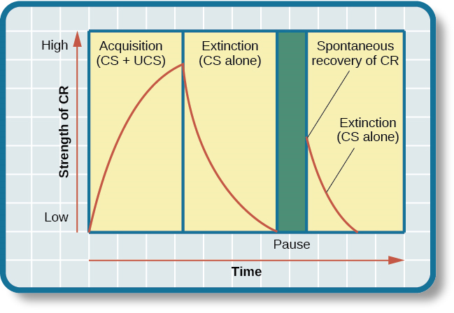 A chart has an x-axis labeled “time” and a y-axis labeled “strength of CR;” there are four columns of graphed data. The first column is labeled “acquisition (CS + UCS) and the line rises steeply from the bottom to the top. The second column is labeled “Extinction (CS alone)” and the line drops rapidly from the top to the bottom. The third column is labeled “Pause” and has no line. The fourth column has a line that begins midway and drops sharply to the bottom. At the point where the line begins, it is labeled “Spontaneous recovery of CR”; the halfway point on the line is labeled “Extinction (CS alone).”