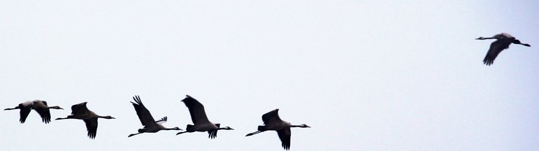 mindtouch.page#thumbnail