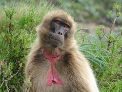 mindtouch.page#thumbnail