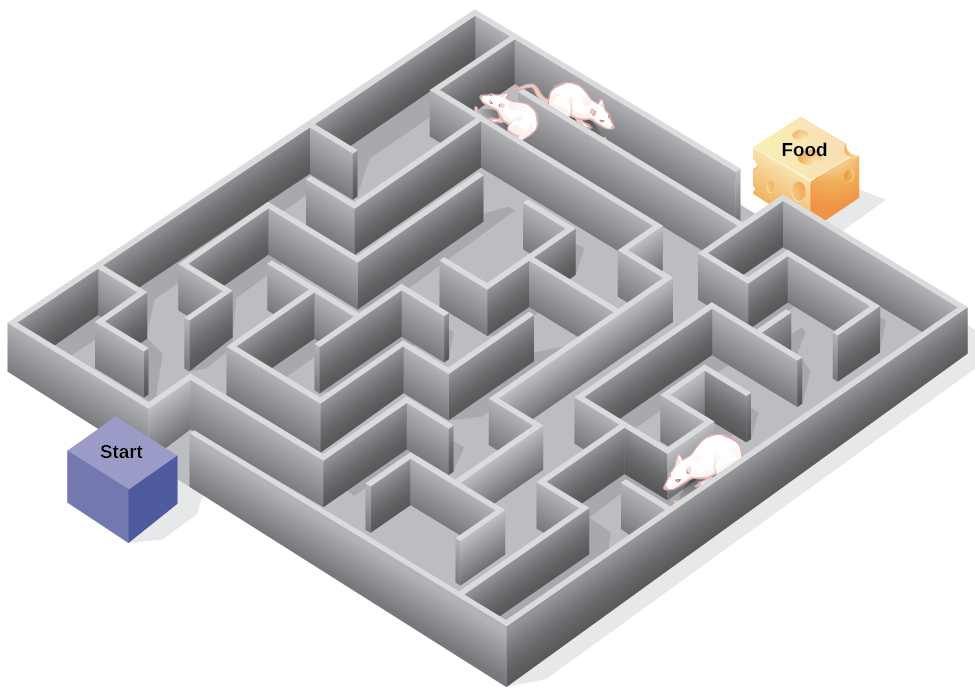 An illustration shows three rats in a maze, with a starting point and food at the end.