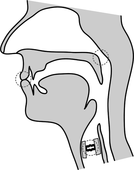 Midsagittal diagram showing the upper and lower lips touch, the velum lowered, and the vocal folds vibrating.