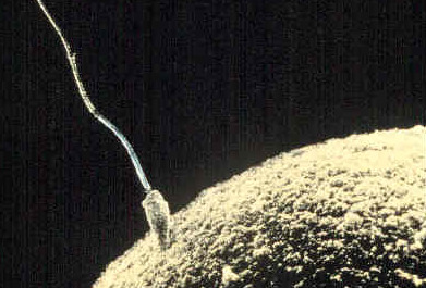 Black-and-white photograph of a sperm cell entering an ovum.