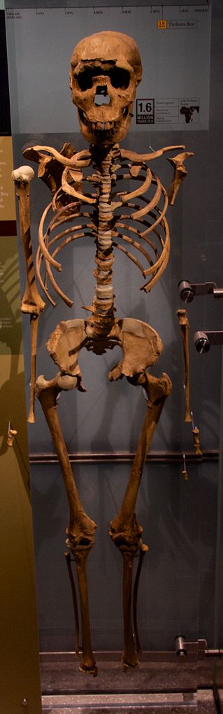 Turkana Boy at the American Museum of Natural_History
