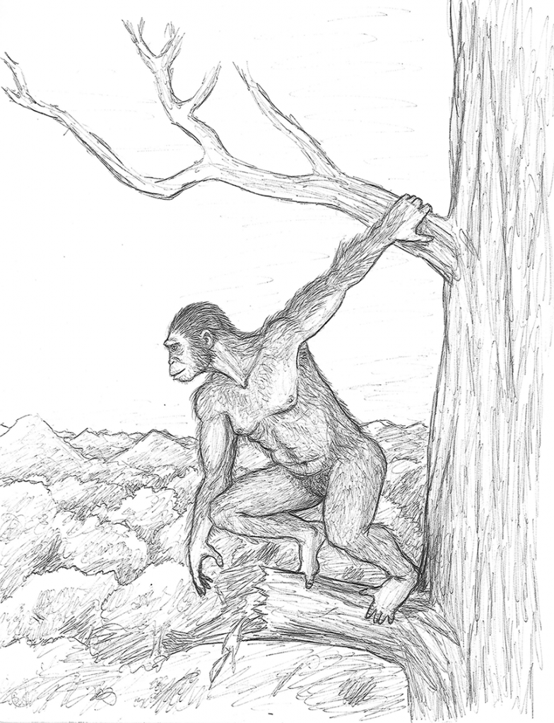 Ape-on-a-branch-784x1024.png