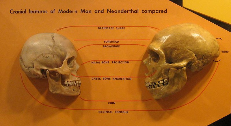 Sapiens_neanderthal_comparison.jpg