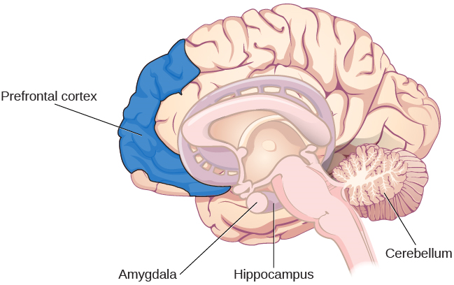 Una ilustración de un cerebro muestra la ubicación de la amígdala, hipocampo, cerebelo y corteza prefrontal.