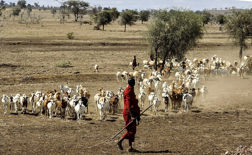 Photo of man herding cattles.