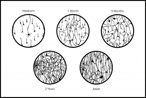 The neural connections in the brain develop rapidly from birth to 2 years when they are strengthened by use or pruned when they are not used.