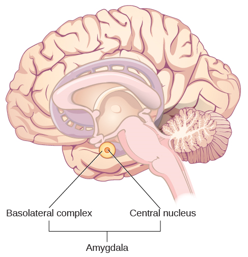 An illustration of the brain labels the locations of the “basolateral complex” and “central nucleus” within the “amygdala.”