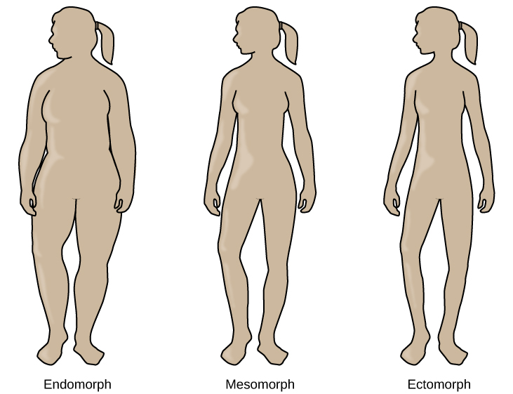 Les contours de trois somatotypes humains sont présentés. Le premier est étiqueté « Endomorphe », le second est étiqueté « Mésomorphe » et le troisième est étiqueté « Ectomorphe ». Les endomorphes sont légèrement plus gros que les mésomorphes et les ectomorphes sont légèrement plus petits que les mésomorphes.