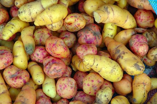 Different colored potatos