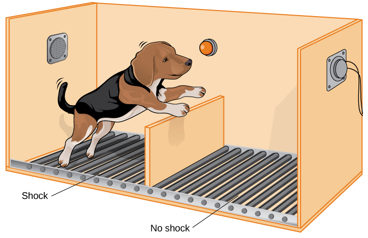 Une illustration montre un chien sur le point de sauter par-dessus une cloison séparant une zone d'un plancher qui émet des chocs d'une zone qui n'émet pas de chocs.