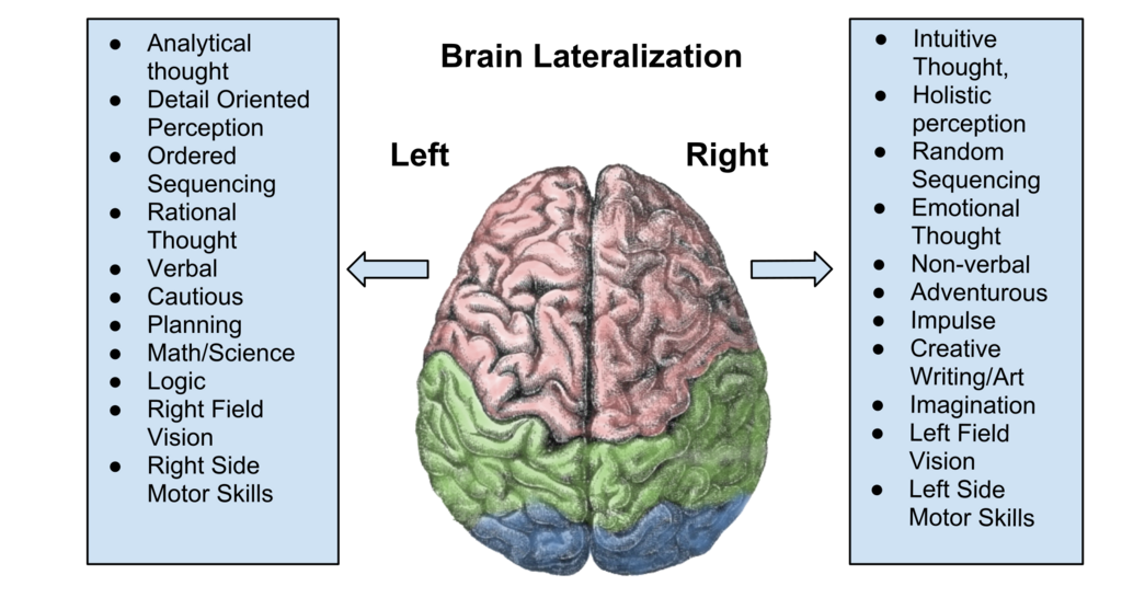 Brain lateralization showing a summary of skills that each hemisphere is responsible for