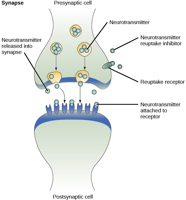 Una ilustración muestra el espacio sináptico entre dos neuronas con neurotransmisores que se liberan en la sinapsis y se unen a los receptores.