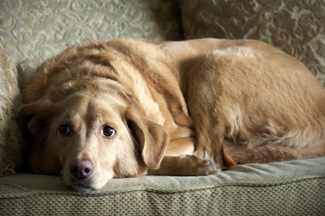 Une photographie montre un chien à l'air triste.