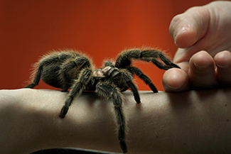 Se muestra una imagen de primer plano de una araña muy grande en el brazo de una persona. La persona está usando su otra mano para sostener dos de las patas de araña.