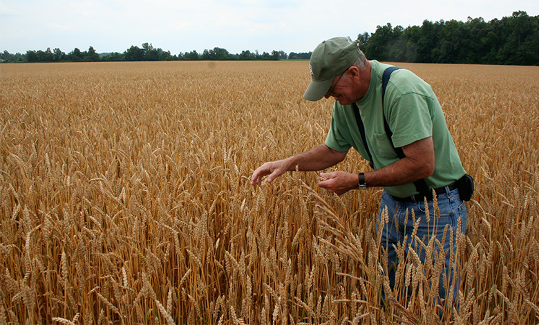 Uma fotografia de um homem em um campo de trigo.