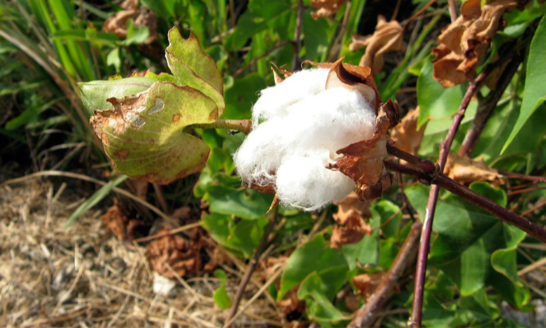 A imagem é uma fotografia de uma planta de algodão.