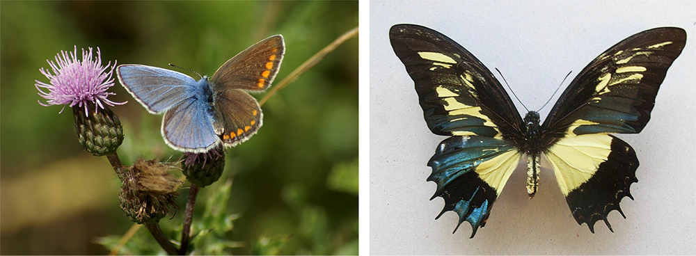Two pictures of different butterflies that each has a male pattern on one set of wings and a female pattern on the other set of wings.