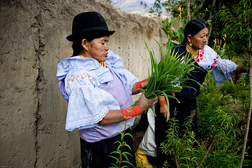 Two women dressed in elaborate blouses stand in front of a earthen wall, harvesting long bladed greenery.
