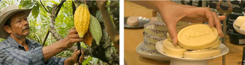 Left man in hat picking cacao from a tree. Right - round yellow soap bar made from cacao