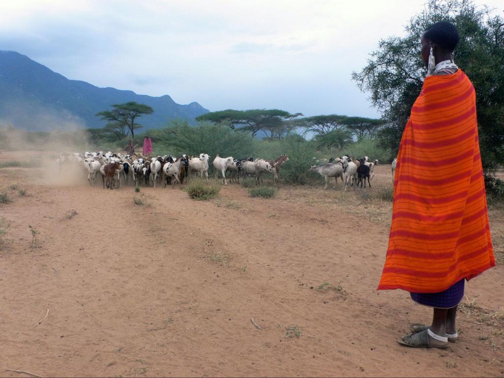 a person with dark skin, wearing earrings, and an orange wrap stands in sandals watching a herd of goats. they are surrounded by a landscape of red soil and acacia trees of Kenya.