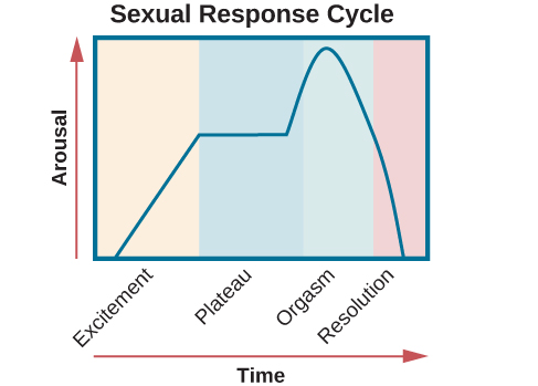 A graph titled &ldquo;Sexual response cycle&rdquo; has an x-axis labeled &ldquo;time&rdquo; and a y-axis labeled &ldquo;arousal.&rdquo; Four phases are depicted. In the &ldquo;excitement&rdquo; phase the arousal level increases from the bottom to midway on the graph. In the &ldquo;plateau&rdquo; phase the arousal level remains mostly steady at the midpoint of the graph and then begins to rise at the end of the plateau phase. At the &ldquo;orgasm&rdquo; phase, the arousal level sharply increases, peaks at the top of the graph, and then declines to the midway point. In the &ldquo;resolution&rdquo; phase the graph drops from the midway point to the bottom.