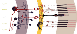 mindtouch.page#thumbnail